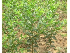 求購櫻花樹苗，選擇一家優質,價低，誠信高的供