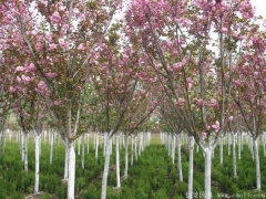 低價供應6公分櫻花樹苗，只有你想不到，沒有我