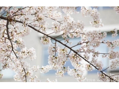 櫻花樹苗哪里有賣？麻煩推薦一家大型，有誠信