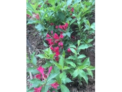 50公分紅王子錦帶價格是多少？