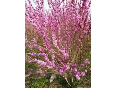 2米叢生紫荊價格哪里低？