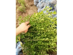 30公分40公分50公分小葉黃楊價格多少錢一棵？