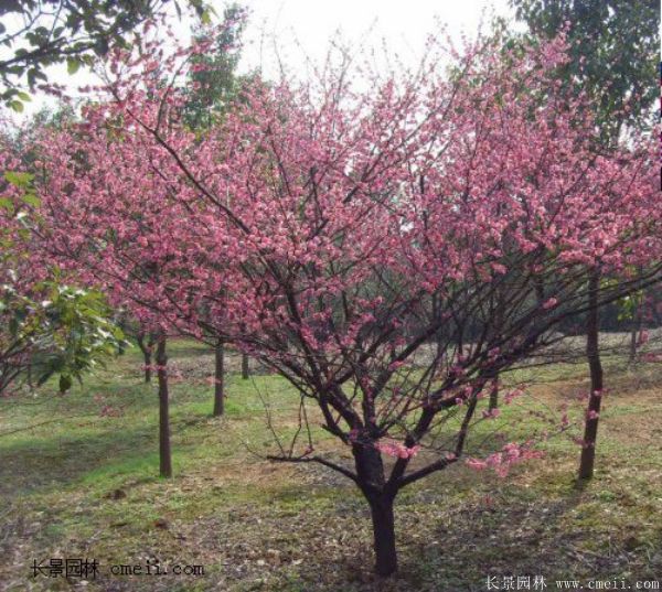 紅梅樹紅梅花圖片基地實拍