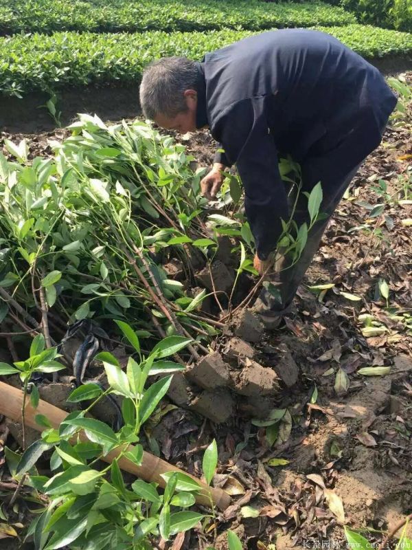 法國冬青圖片基地實拍