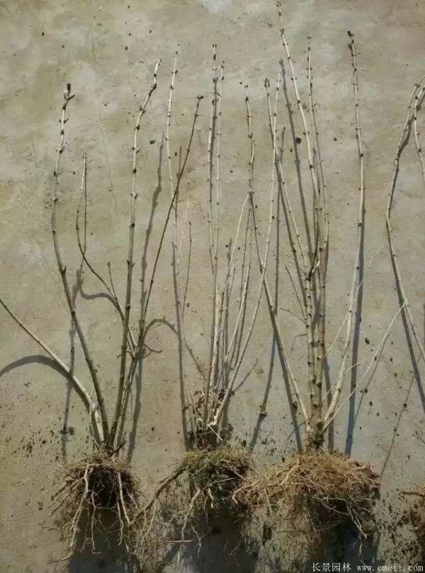 丁香圖片基地實(shí)拍 丁香圖片基地實(shí)拍