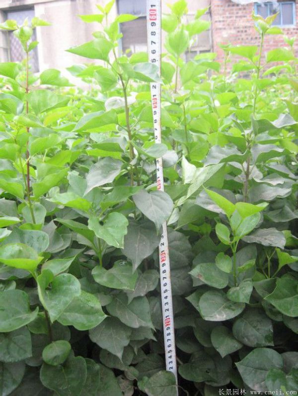 丁香圖片基地實(shí)拍 丁香圖片基地實(shí)拍