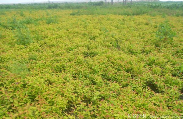 繡線(xiàn)菊?qǐng)D片基地實(shí)拍