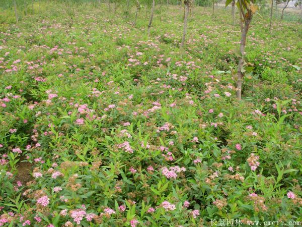 繡線(xiàn)菊?qǐng)D片基地實(shí)拍