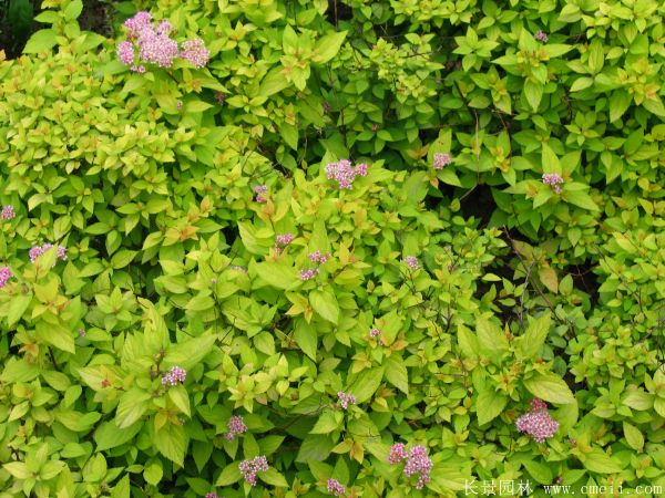 繡線(xiàn)菊?qǐng)D片基地實(shí)拍