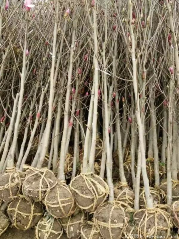 紫玉蘭小苗圖片基地實(shí)拍