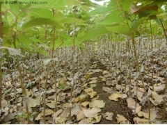 櫻花苗成活率高嗎？