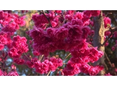 日本櫻花一共有多少個種類？