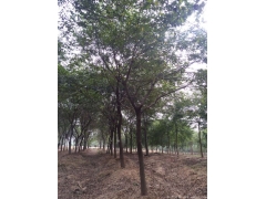 2017年櫸樹行情及價格，關注全國較大的櫸樹產區