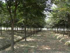 2020櫸樹價格報價表，出自全國較大的櫸樹產區