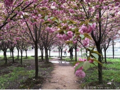 櫻花樹苗8_10公分超低價，海量現貨，苗圃直銷