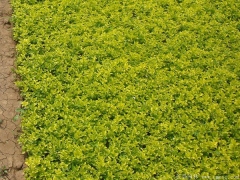 30-40公分高度的金葉女貞苗多少錢一株？