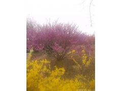 哪里的叢生紫荊價格比較便宜，多少錢一棵？