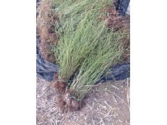 棣棠球價格是怎么計算的，多少錢一棵？