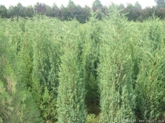 70-80公分刺柏價格多少錢一棵？