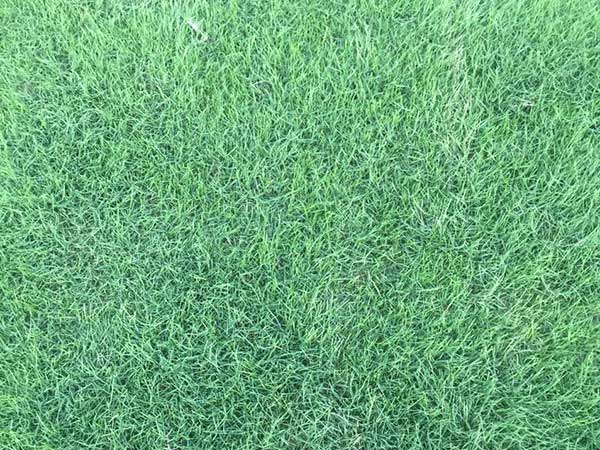 百慕大種子發(fā)芽出苗圖片