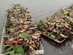 湖北哪里有賣水生荷花種植的？