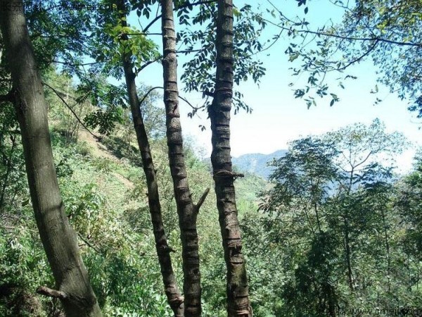 漆樹種子發(fā)芽出苗圖片