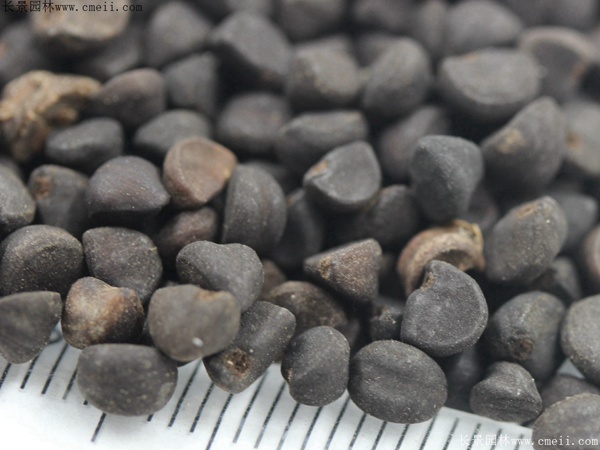 牽?；ǚN子圖片