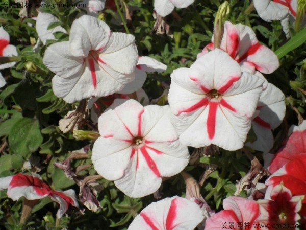 牽?；ǚN子發(fā)芽出苗開花圖片