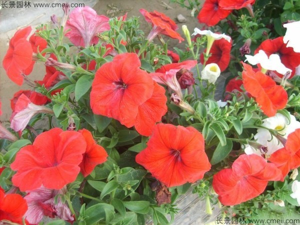 牽?；ǚN子發(fā)芽出苗開花圖片