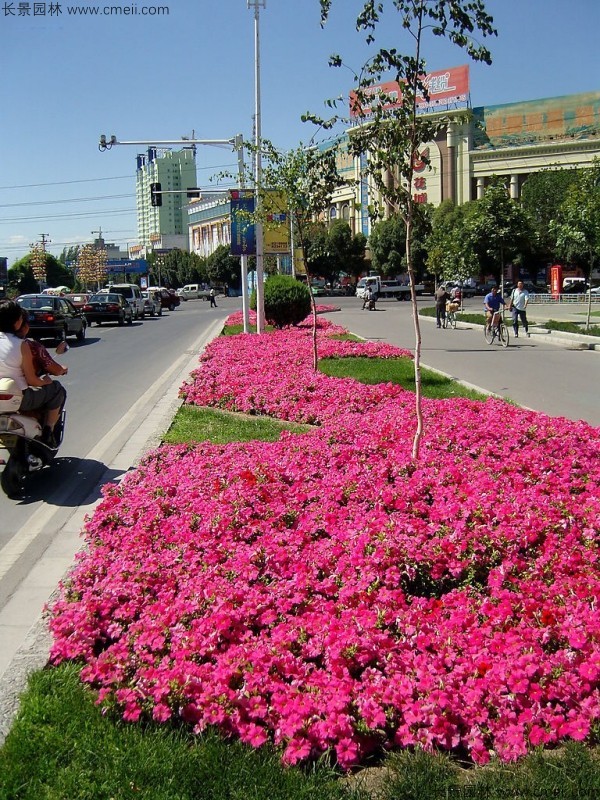 牽?；ǚN子發(fā)芽出苗開花圖片