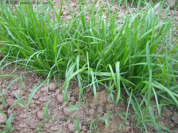冬牧70黑麥種子發芽出苗圖片