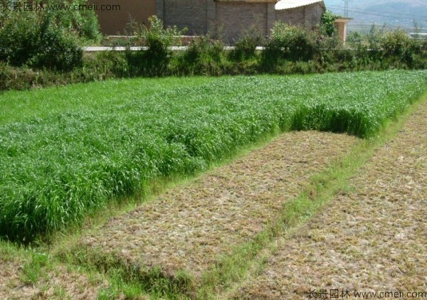 冬牧70黑麥種子發芽出苗圖片