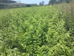 6月可以播種櫸樹嗎？