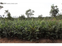 4月可以播種櫸樹嗎？