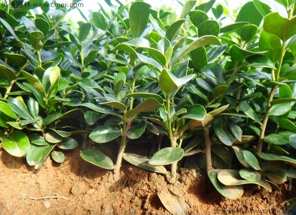 構骨種子發(fā)芽出苗圖片