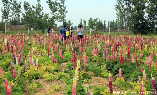 羽扇豆種子發(fā)芽出苗開花圖片