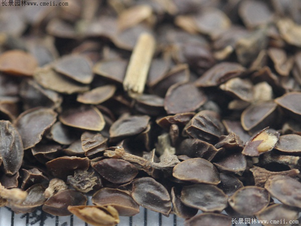 假龍頭種子發(fā)芽出苗開花圖片