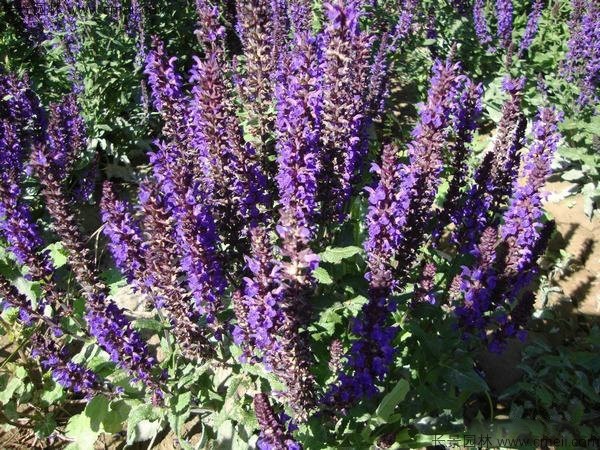 美國(guó)薄荷種子發(fā)芽出苗開花圖片