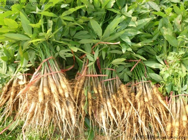 幌傘楓種子發(fā)芽出苗圖片