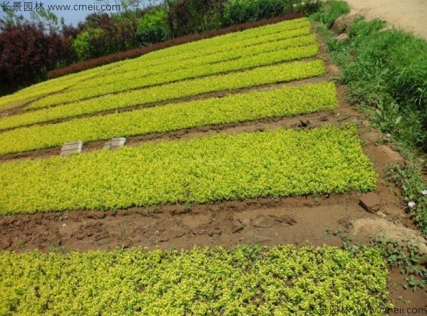 金葉女貞種子發(fā)芽出苗圖片