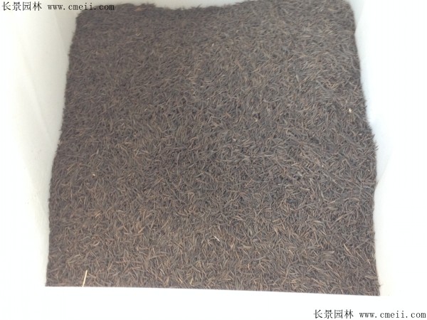 格?；ǚN子圖片