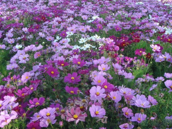 格?；ǚN子發(fā)芽出苗開花圖片