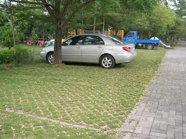 停車場草坪種植草坪種子綠化
