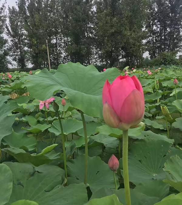 荷花種植基地實拍優(yōu)質(zhì)品種類