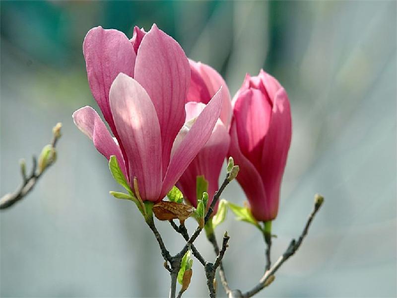 紫玉蘭花期是什么時候？