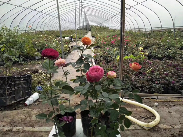 歐月小苗基地照片