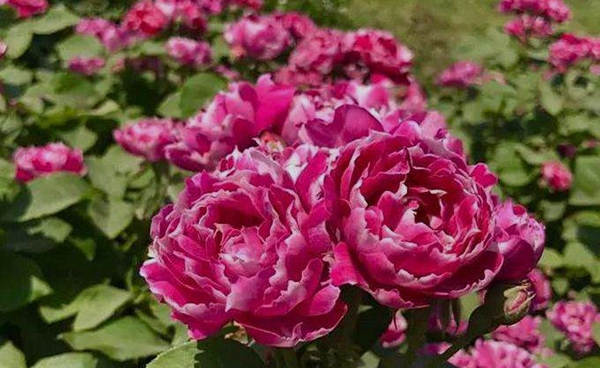 沭陽歐月基地照片