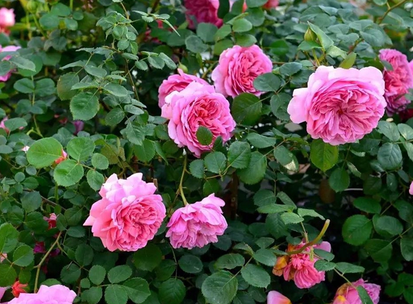 費洛倫蒂娜基地圖片