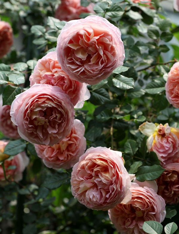 長景園林歐月基地 