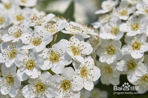 繡線菊怎么養護最合適呢？